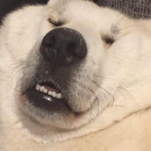 Meet your Posher, Dad